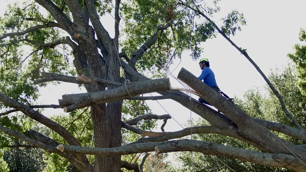 Professional Crown Thinning performed by certified arborists in Saint Mary