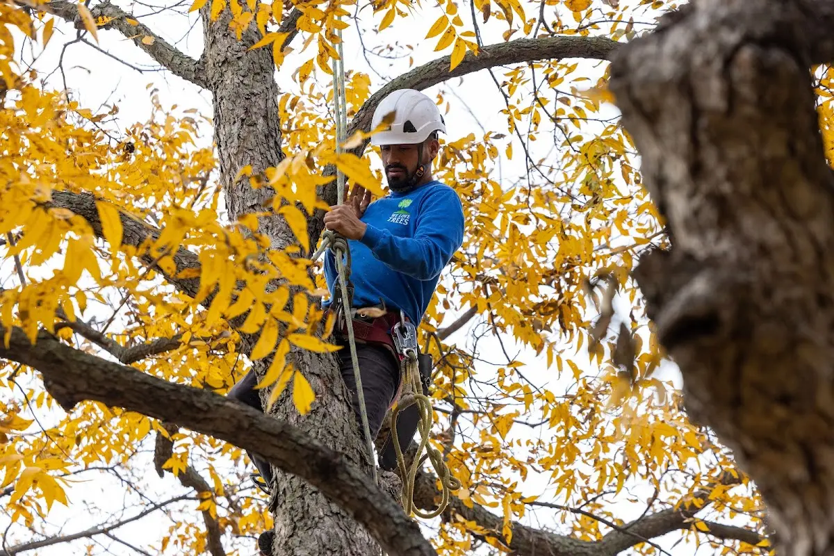 Skilled Tree Planing crew working in Saint Mary
