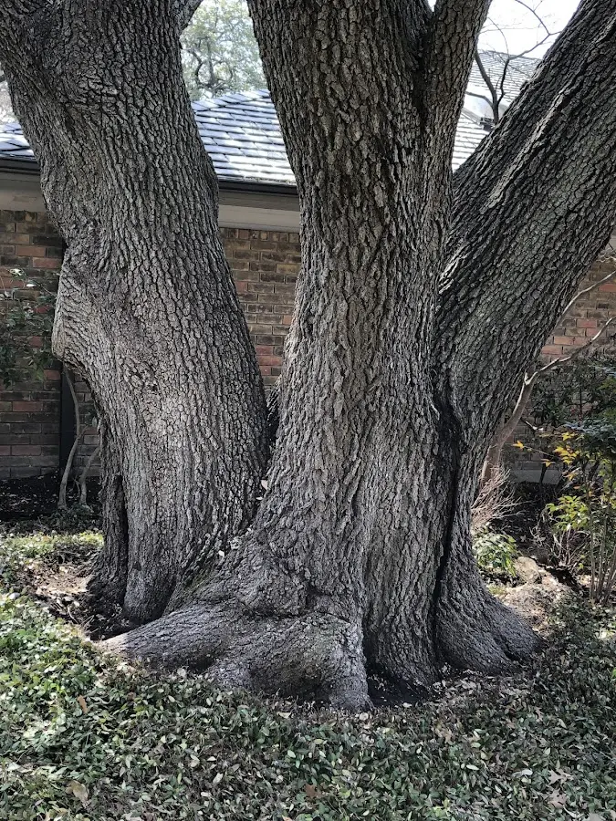 Mature heritage tree close to a Saint Mary property cared for by certified arborists